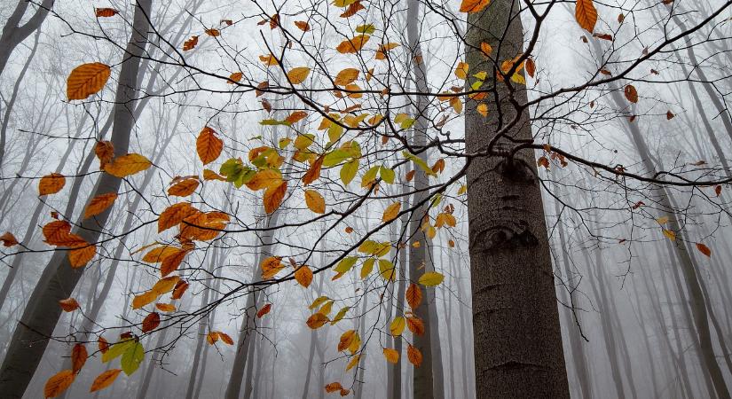 Váratlan lövés ért egy túrázót a Bükkben
