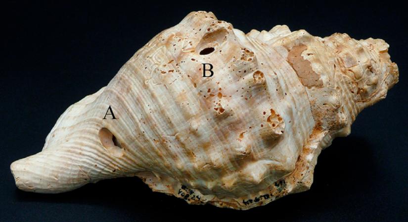 Több ezer éves a világ egyik legrégebbi hangszere