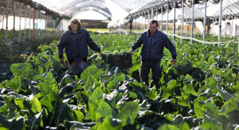 Így is lehet: Karácsond, ahol a karfiol esélyt is ad