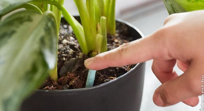 Táprudat vagy tápoldatot használjunk, hogy csodásan virágozzanak a növényeink?