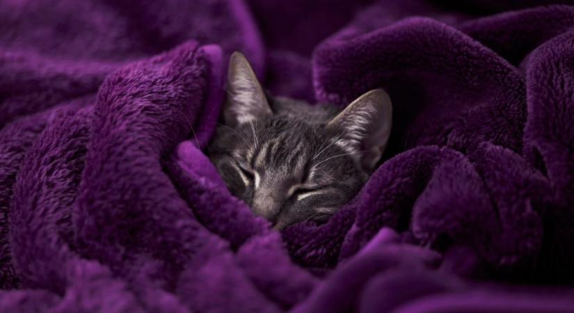 Állatorvos mondta el, mikortól van túl hideg a macskának