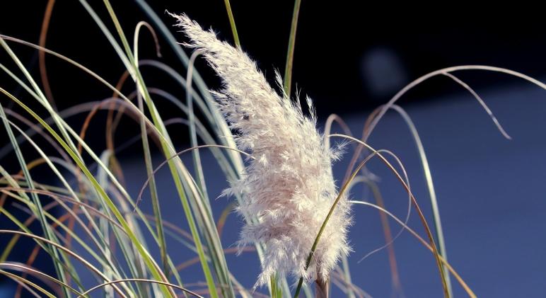 Ezért nagy baj, ha nem kötjük össze télre a pampafüvet