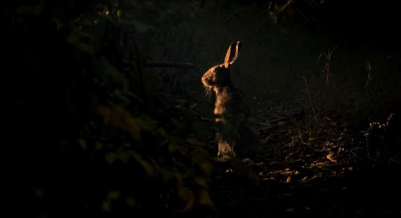 Lencsevégre kapták az alkonyatban, láthatóan nem számított rá