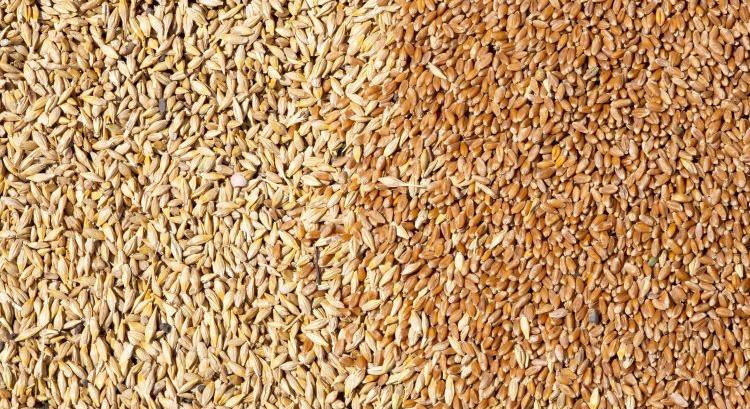 Ukrajnában már drágább az árpa, mint a búza