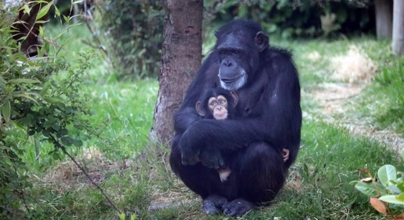A csimpánzoknál tényleg ragadós lehet a pisilés – és nem tudjuk, miért