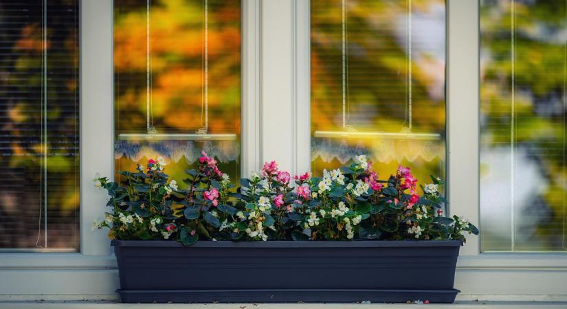 6 téli hiba, ami a szobanövények pusztulását okozhatja