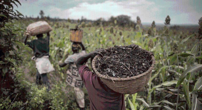 Új FAO kiadvány emlékeztet az élelmiszer-termelés erőforrásainak végességére