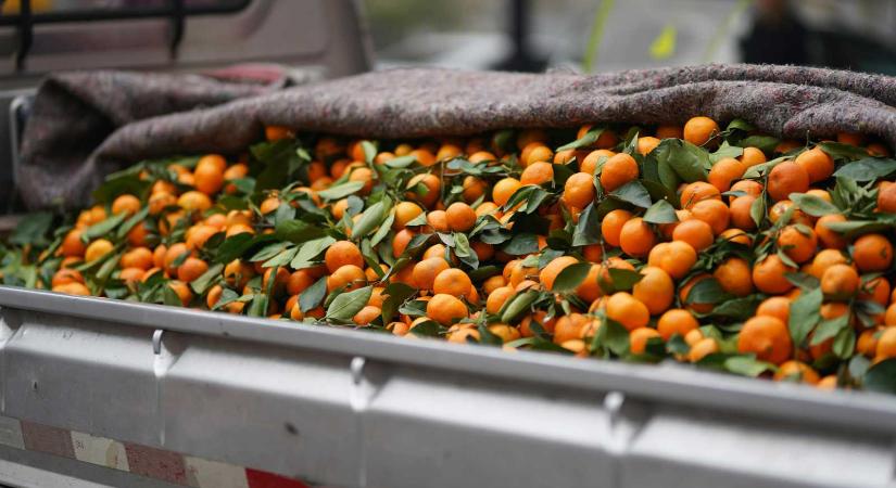 „Narancsszüret” az országúton – Felborult egy gyümölcsöt szállító teherautó (VIDEÓ)