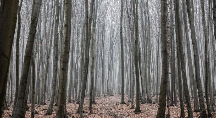 Súlyos vadászbaleset a Bükkben: túrázót talált el a golyó