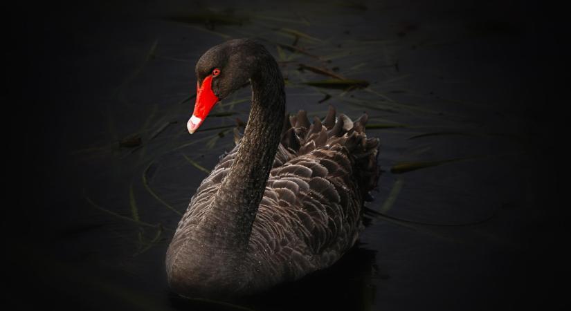 Ilyen nincs és mégis van: lecsapott a fekete hattyú, fekete pénteken – összeomlást hozott