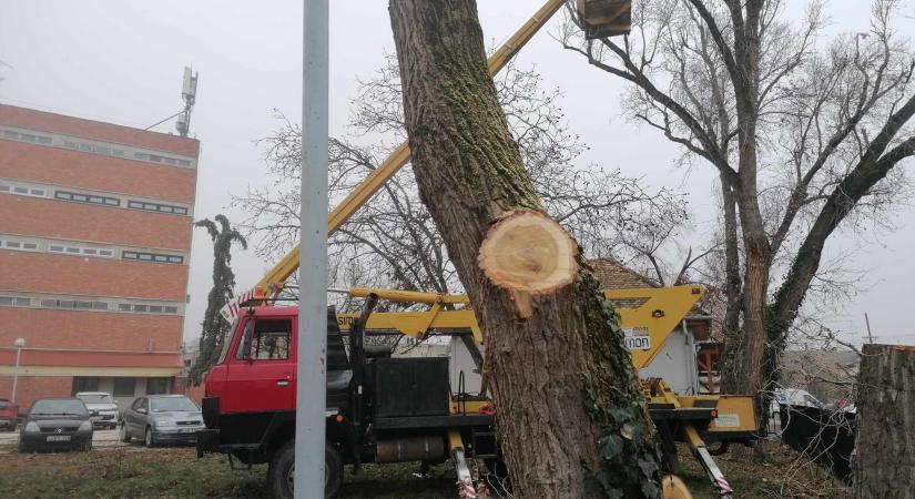 Kétszer annyi fát ültetnek el a Kalmár udvarán