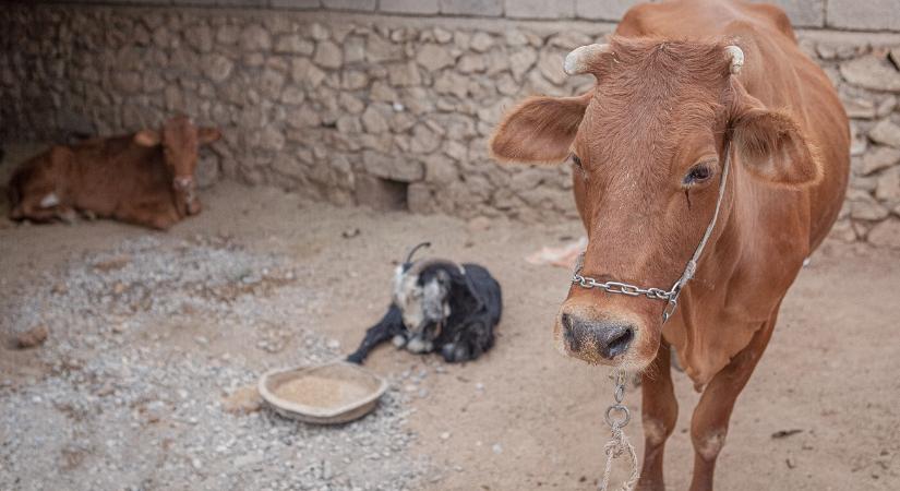 Mezőgazdasági összeomlás szélén áll ez az ország, tömegesen pusztulnak az állatok