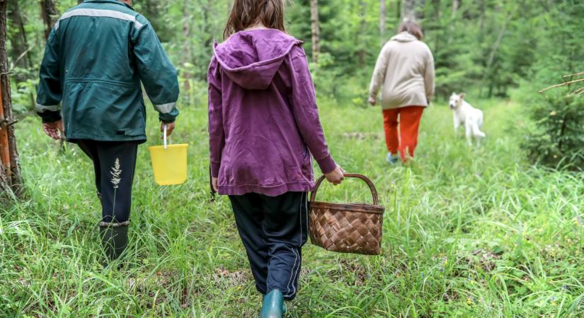 Elstartolt az téli gombaszezon: íme, a hazai erdők ínycsiklandó kincsei - te felismered őket?