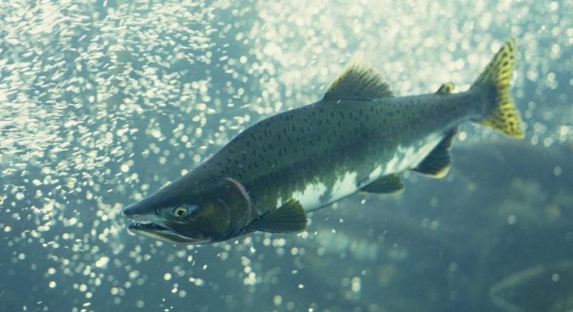 Lazacfilét hívott vissza az Auchan, és kérnek mindenkit, aki ilyet vett, véletlenül se fogyassza el