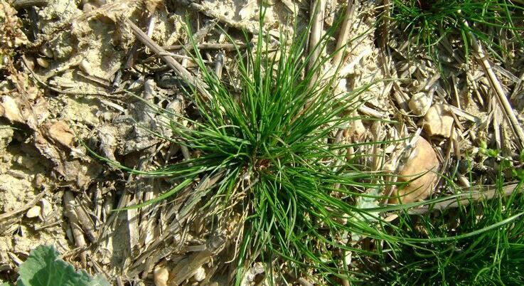 Ha ez a gyom megjelenik, nagyon nehéz megszabadulni tőle