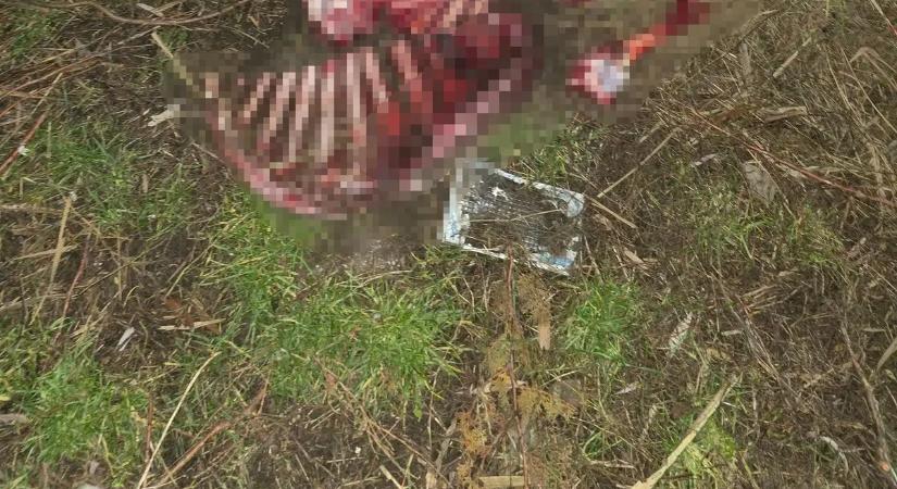 Hátborzongató: véres csontokat találtak Váchartyán vasúti részénél