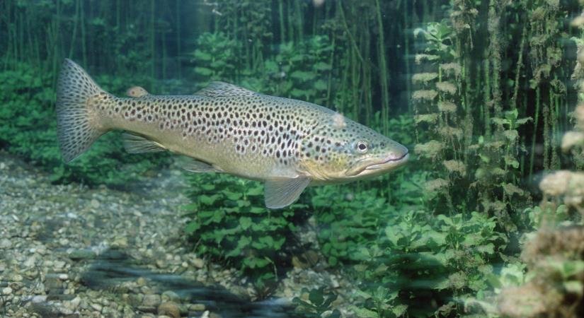 Már megint halat hívtak vissza az üzletekből, aki ilyet vett, ne fogyassza el!