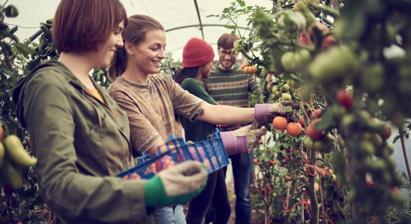 Sok gazda vállalja ezt be Magyarországon: így keresnek plusz pénzt