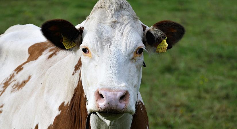 Jelentősen visszaesett a szarvasmarha vágások száma