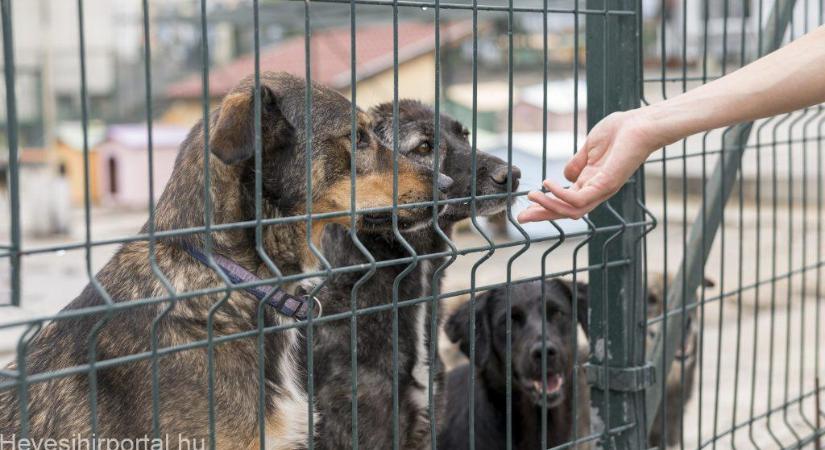 Decembertől állatvédő alapítvány gondoskodik a hevesi gazdátlan ebekről