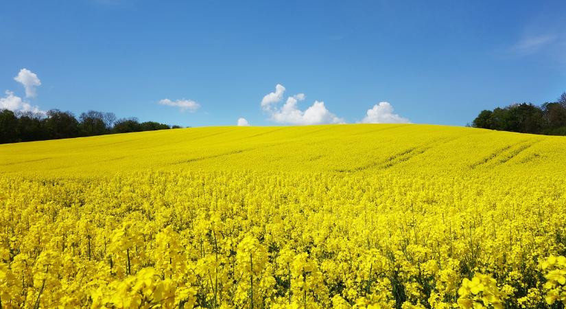 Visszaesett a repcemag ára