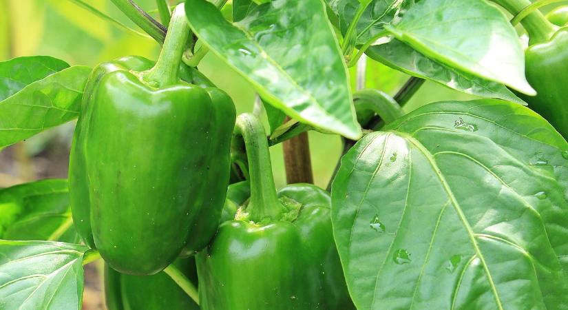 Nőtt a zöldpaprika aktívuma, de a külkereskedelme visszaesett