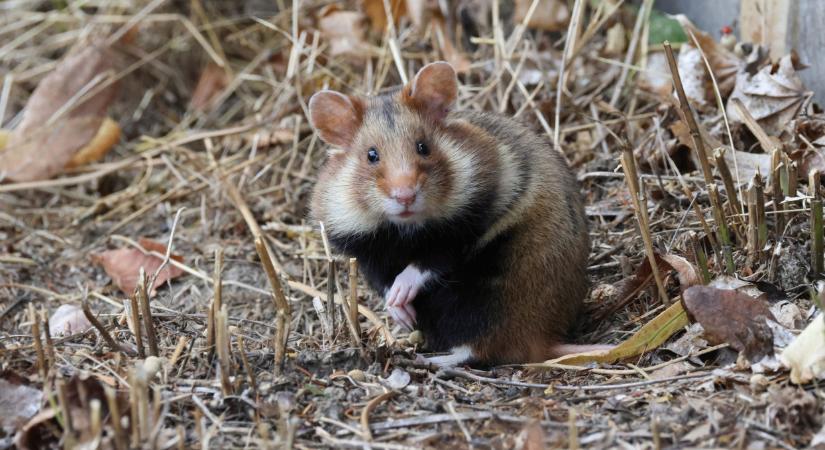 A hazai szakemberek is ledöbbentek: soha nem látott hörcsögboom a Hevesi-síkon