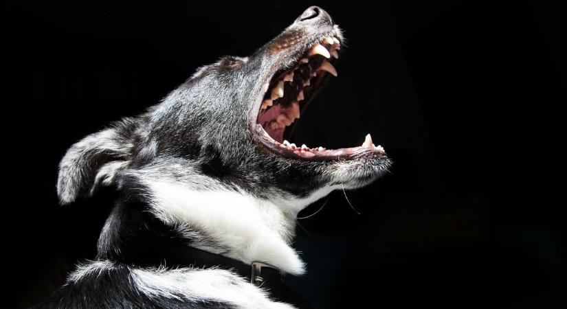 Éjszaka beindul a kutya? Drága mulatság lehet – sok gazdi nem is sejti mennyire