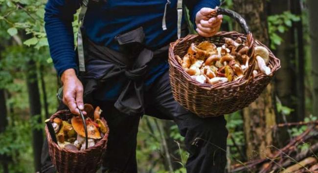 Japánban egy nyugdíjas mérgező gombát evett a mesterséges intelligencia tanácsára