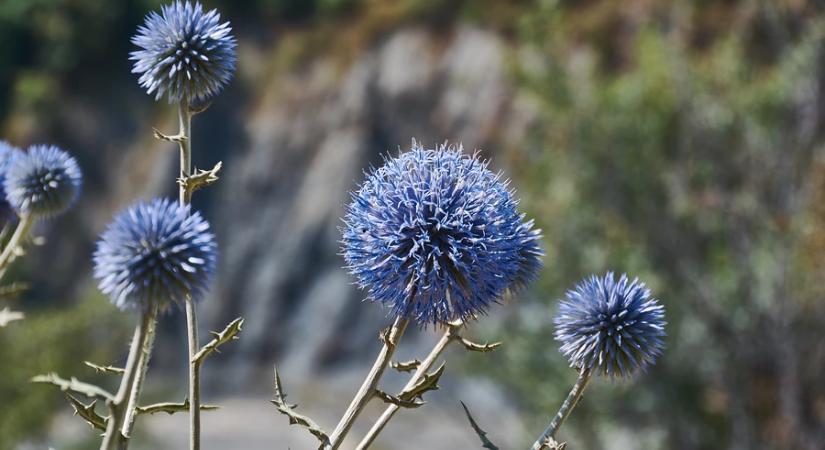 Év Vadvirága 2026: három gyönyörű fajra lehet szavazni