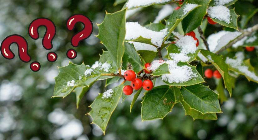 Kvíz: Felismered képről a jellegzetes téli növényeket?