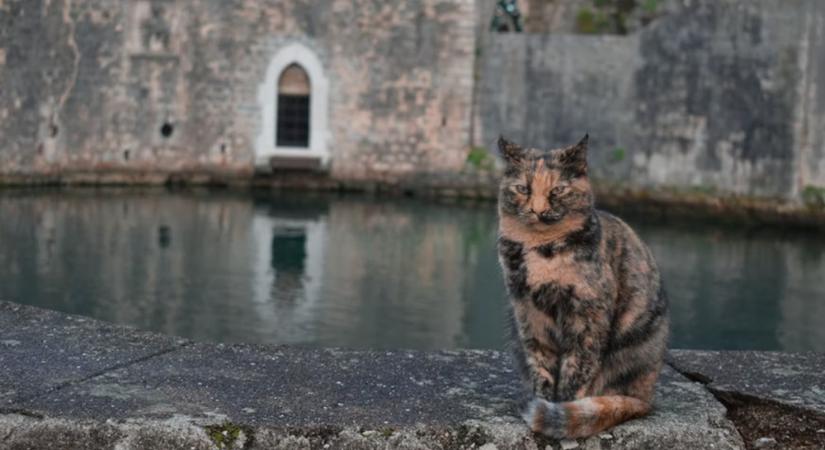 Hogyan hozták Európába a macskákat a rómaiak? – A birodalom legbundásabb titka