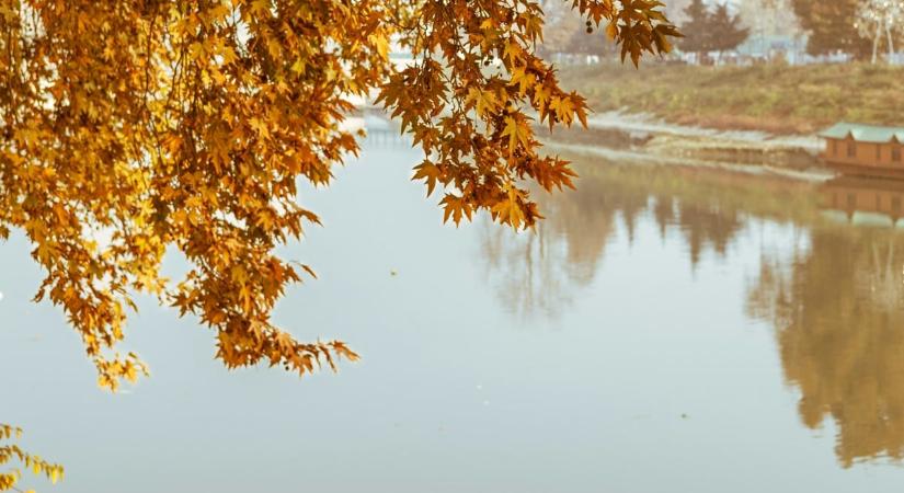 Nagy a baj, szennyvizet vezettek a Holt-Sebes-Körösbe, több védett faj is eltűnt az alsóbb szakaszáról