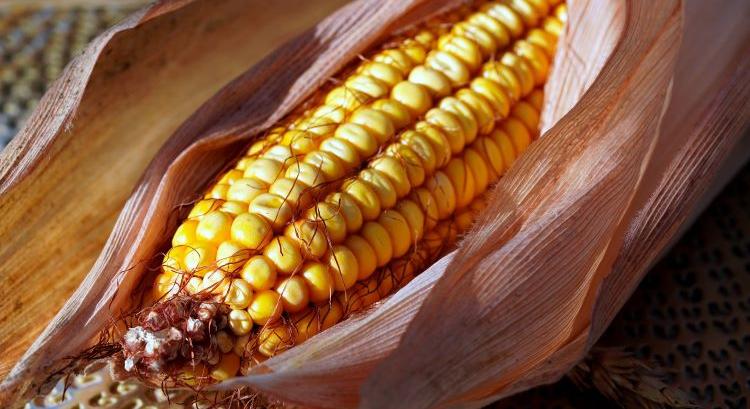 A jövő kukoricatermesztése ma – itt a legújabb Agroinform TechMag