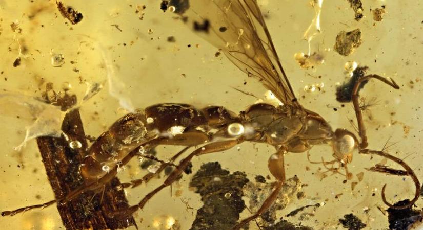 Új darázsfajra találtak egy százmillió éves borostyánkőben