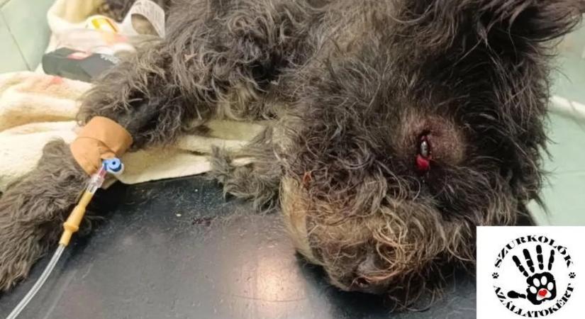 Videón, amint bestiális kegyetlenséggel végez egy kutyával az abonyi férfi