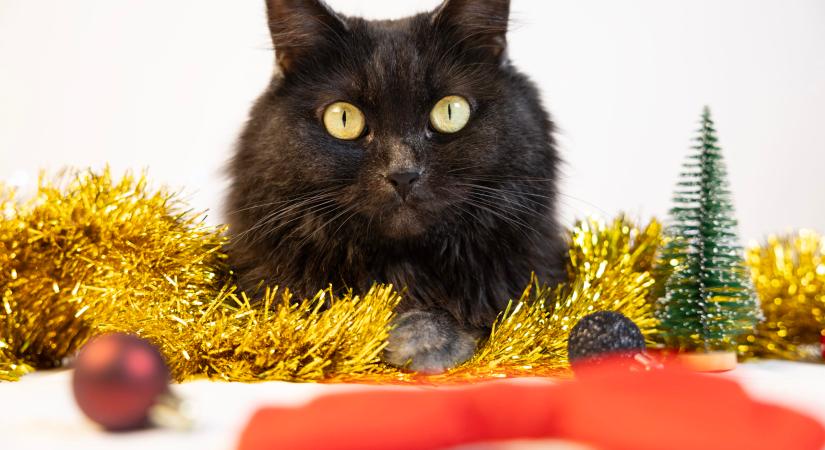 Karácsonyi várakozás