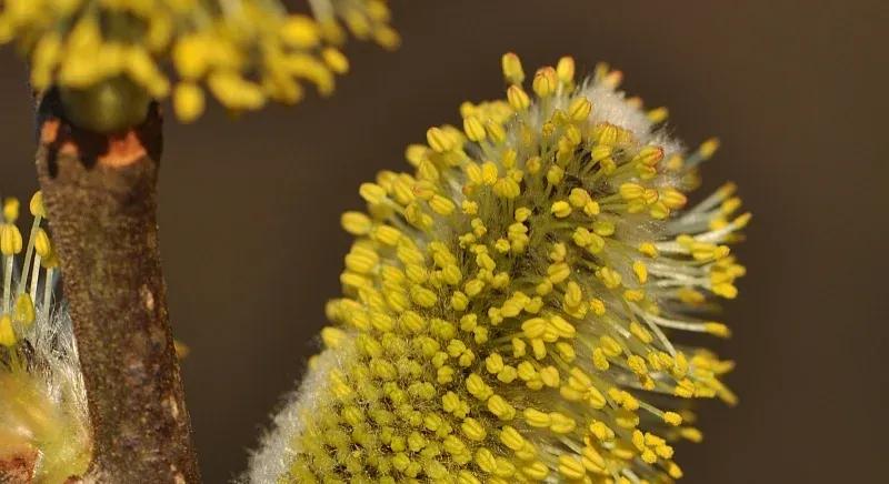 Nem tehén, és nem is tölgy: már meg is van 2026 fája