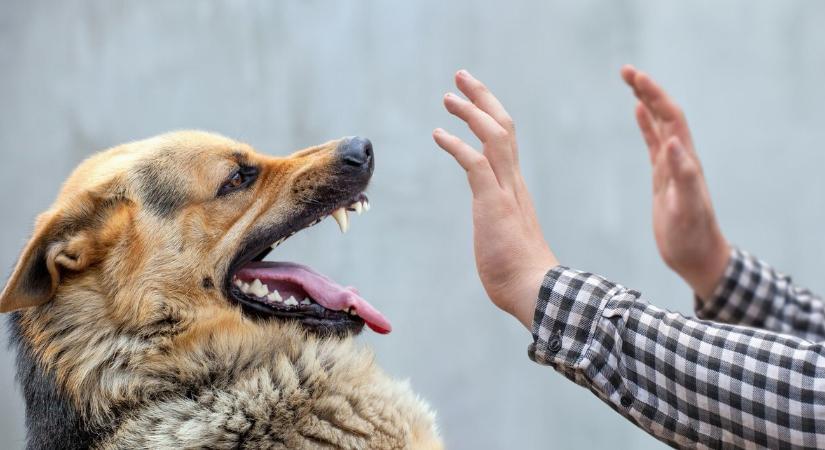 Csókakőn több mint kétmillió forintra büntettek egy kutyatartót