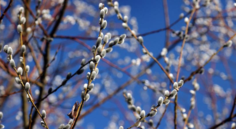 A kecskefűz nyerte a választást