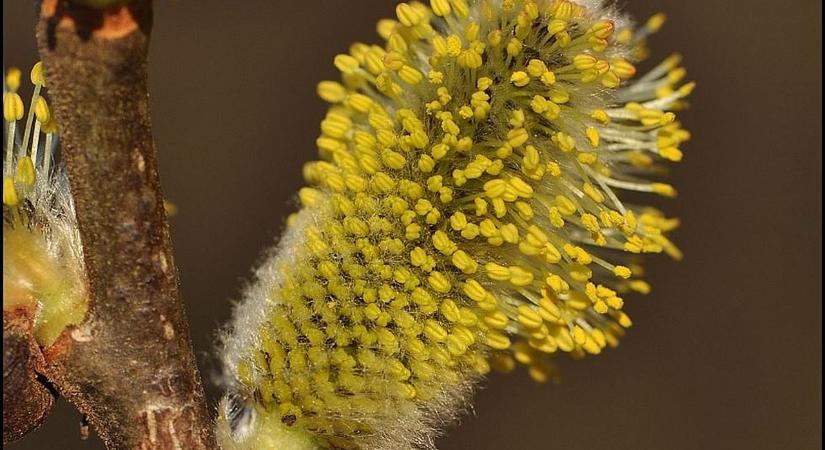 A kecskefűz lett az év fája