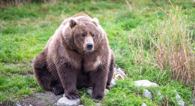 Hatalmas medve költözött egy 63 éves férfi házának aljába, amit sokáig észre sem vett