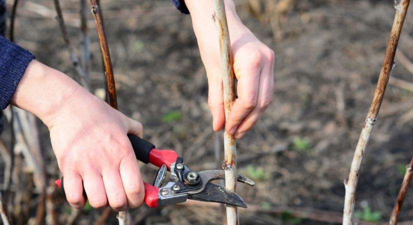 Most tegyél érte, hogy több málna és áfonya legyen a kertedben jövőre!