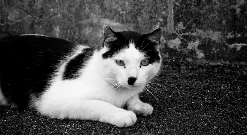 Kizárják a szélsőjobboldali AfD-ből a férfit, aki Hitlerre emlékeztető beszédet tartott