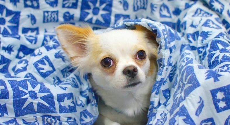 Miért morog sokat a csivava? Ezt akarja üzenni vele