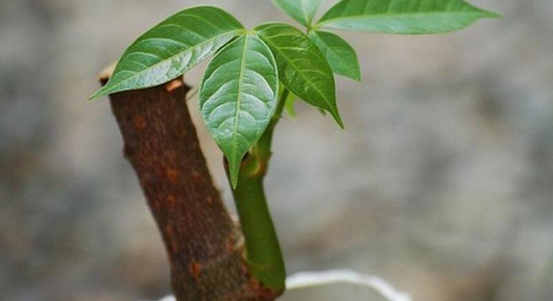 Mire ügyeljünk a vadkakaó gondozása során?