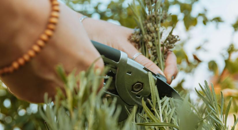 Minden magyar kertben ott van ez az ingyen vitaminbomba, mégis kiírtjuk gyomként