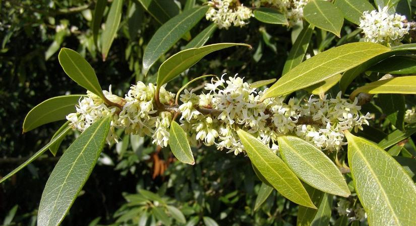 Osmanthus: illatos örökzöld a késő őszi kertben