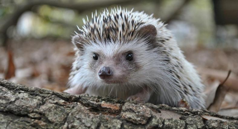 Ezt tedd, ha télen sünt találsz a kertben!