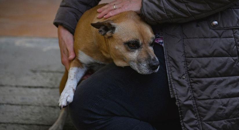 Apáék megígérték karácsonyra... – Jó ötletnek tűnt, de aztán tragédia lett az ajándékból